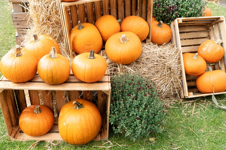 Halloween: pompoen uitsnijden